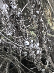 Rhopalomyia floccosa