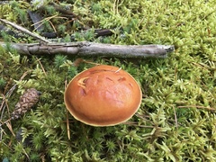 Suillus clintonianus