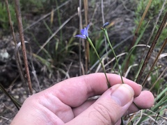 Wahlenbergia gracilis
