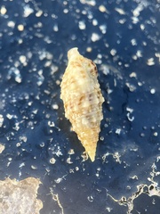 Cerithium eburneum