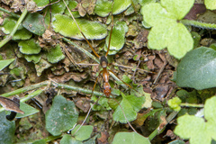 Leptomyrmex rufipes