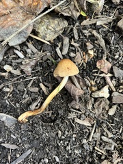 Agrocybe retigera