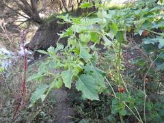 Physalis nicandroides