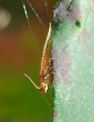 Epiphyas postvittana