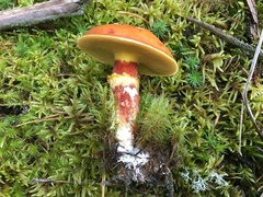 Suillus clintonianus