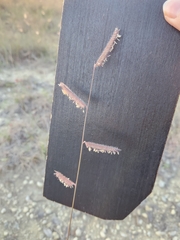 Bouteloua hirsuta