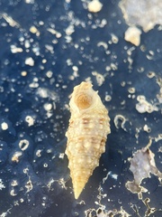 Cerithium eburneum