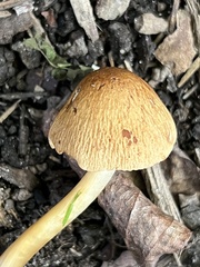 Agrocybe retigera