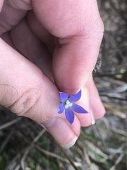Wahlenbergia gracilis