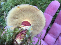 Suillus clintonianus