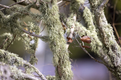Usnea subgracilis