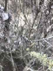 Rhopalomyia floccosa