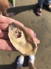 Ostreidae