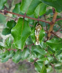 Heraclides cresphontes