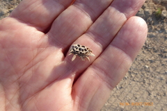 Onobrychis squarrosa