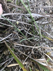 Wahlenbergia gracilis