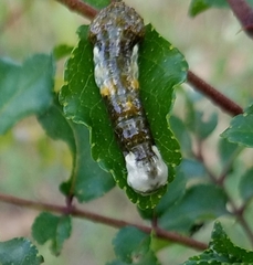 Heraclides cresphontes