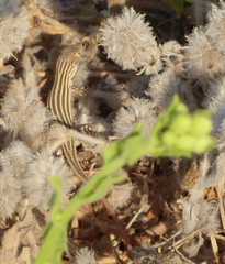 Acanthodactylus boskianus