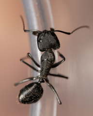 Camponotus morosus