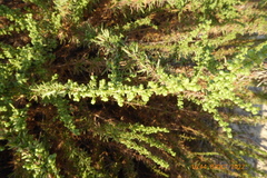 Artemisia monosperma