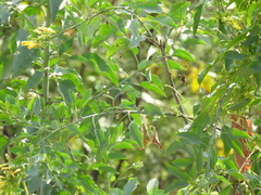 Saucerottia beryllina