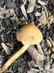 Agrocybe retigera