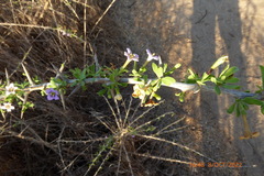 Lycium schweinfurthii