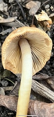 Agrocybe retigera