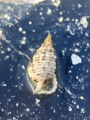 Cerithium eburneum
