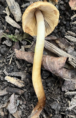 Agrocybe retigera