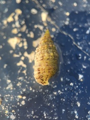 Cerithium eburneum