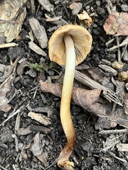 Agrocybe retigera