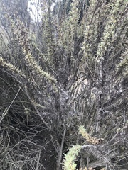 Rhopalomyia floccosa