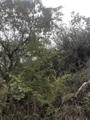 Euphorbia olowaluana