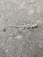 Urosaurus bicarinatus