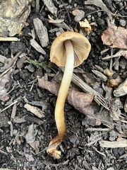 Agrocybe retigera