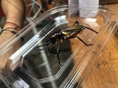 Dicranostomus nitidus