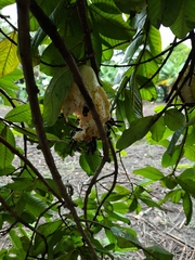 Synoeca septentrionalis