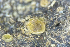 Ascobolus michaudii