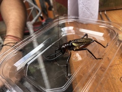 Dicranostomus nitidus