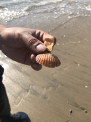 Argopecten ventricosus