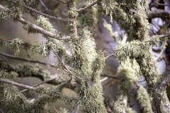 Usnea subgracilis
