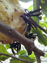 Synoeca septentrionalis