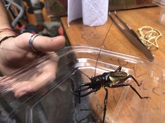 Dicranostomus nitidus