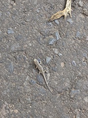 Urosaurus bicarinatus