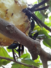 Synoeca septentrionalis