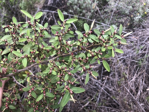 Euphorbia olowaluana observed 2022-10-02