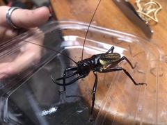 Dicranostomus nitidus