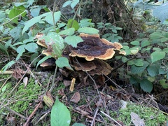 Phaeolus