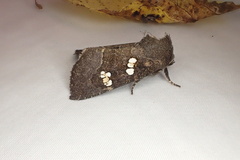Papaipema nebris